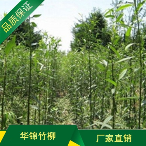 優質竹柳苗種植基地 優質竹柳苗