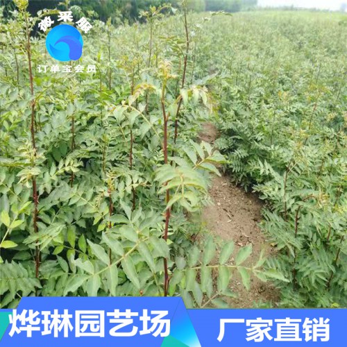 花椒苗 基地供應花椒小苗 量大從優當年花椒苗