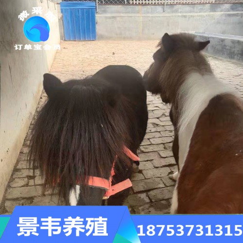 矮馬 德寶矮馬 英國設特蘭矮馬 寵物矮馬