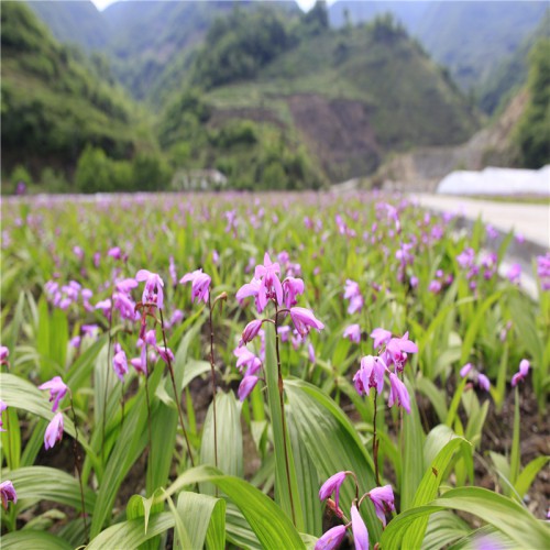 供應紫花三叉白及、白芨種苗