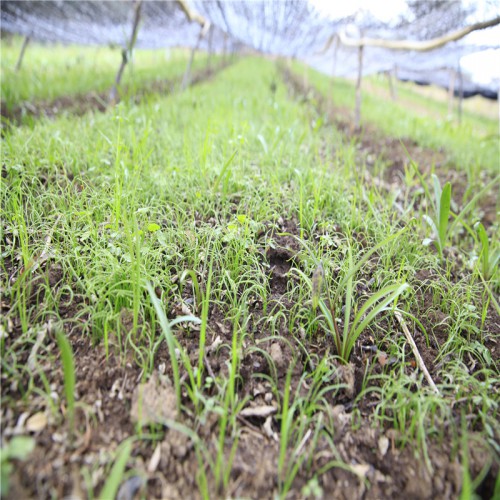 川貝母苗一畝地種多少棵  川貝母苗價格 川貝母苗供應(yīng)商