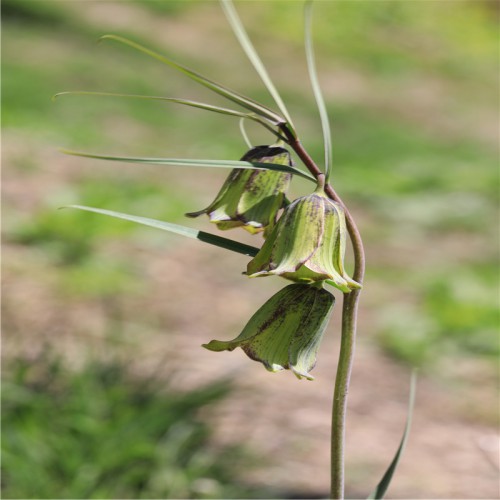 川貝母收購 川貝母種植風(fēng)險 川貝母苗圖片