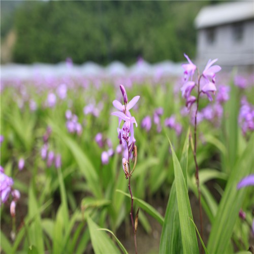 白及、白芨種植技術(shù) 白及、白芨種苗 白及、白芨的種植前景