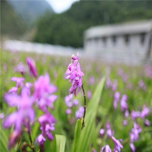 白及、白芨種苗哪里有 白及、白芨的作用與功效