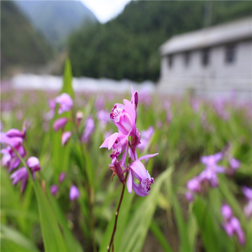 白及、白芨種植幾年能收獲 白及、白芨種子到那買