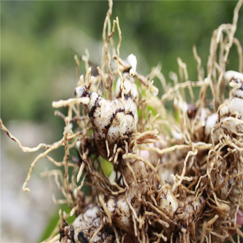 白及、白芨種子哪里有賣的 求購白及、白芨種子