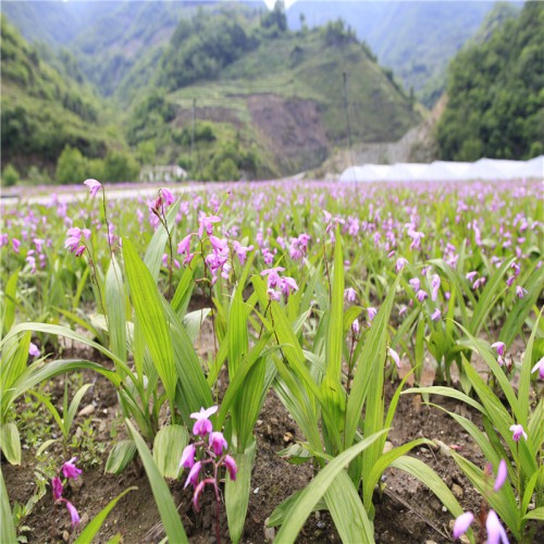 白及、白芨苗一年的好還是兩年的好 白及、白芨苗價格