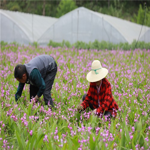 白芨的價(jià)格走勢 白芨多少錢一斤  種子多少錢一斤