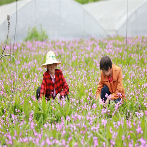 白及、白芨一畝地產多少斤 白及、白及、白芨幾斤曬干貨一斤