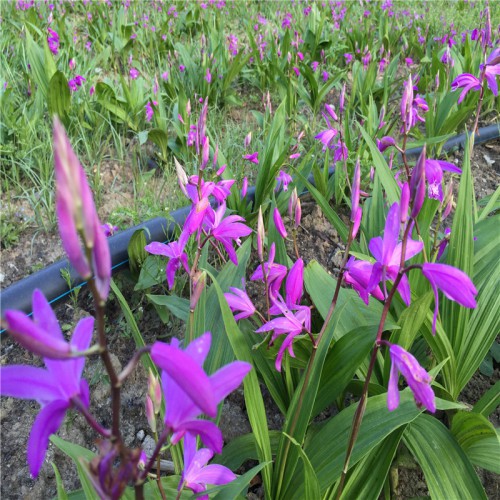 白及、白芨鮮貨多少錢一斤  白及、白芨藥材多少錢一斤