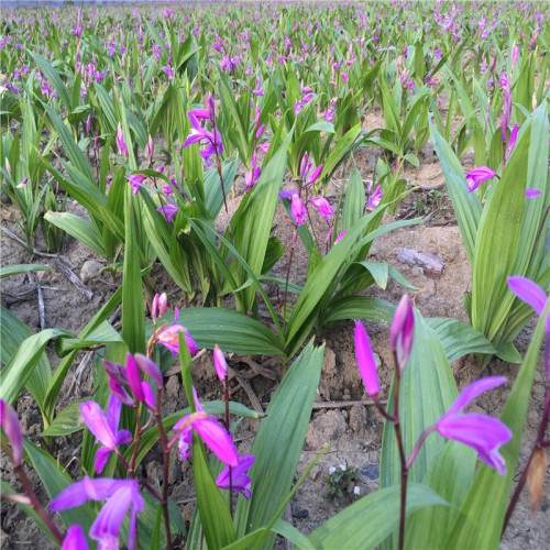 白及、白芨苗多少錢一棵 種植白及、白芨的一畝地投資多少錢