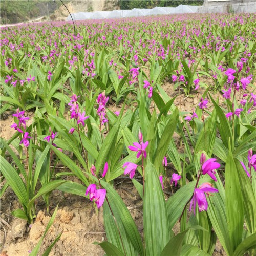 白及、白芨種子價格 白及、白芨價格 白及、白芨藥材價格及前景