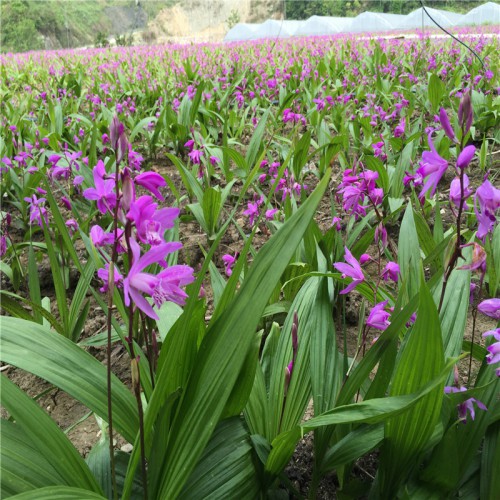 白及、白芨未來五年行情、畝產多少斤干貨 白及、白芨市場價格