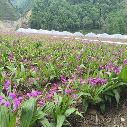 白及、白芨在什么季節栽 白及、種植白及、白芨的種植與栽培