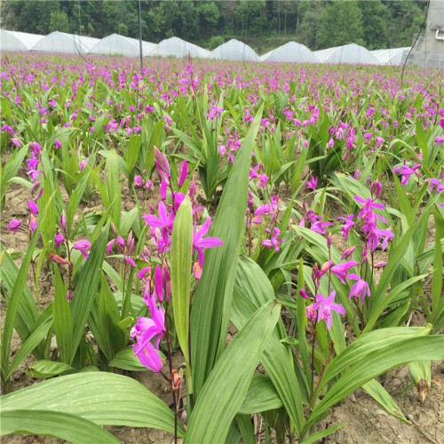 白及、白芨適合哪里種植 白及、白芨種植幾年能收獲