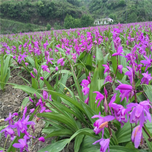 白及、白芨怎么種植 白及、白芨的種植技術視頻