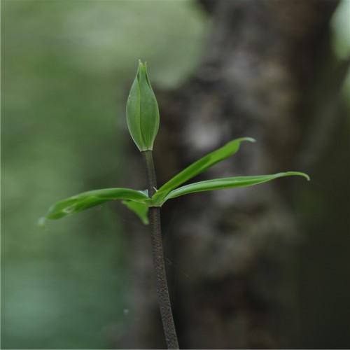 黃精種植技術(shù) 黃精種苗 黃精的種植前景 黃精種苗哪里有