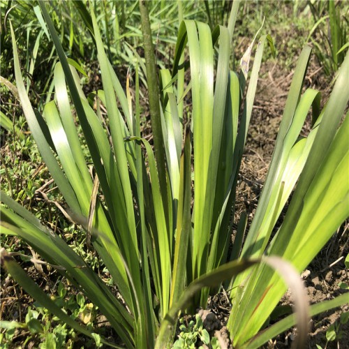 石菖蒲未來的價格如何 石菖蒲價格 石菖蒲市場價 石菖蒲收購