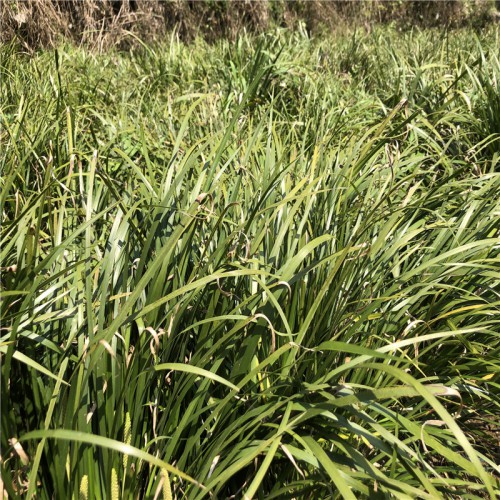 中藥石菖蒲的銷售市場 哪里有石菖蒲苗怎么賣 石菖蒲栽培技術(shù)