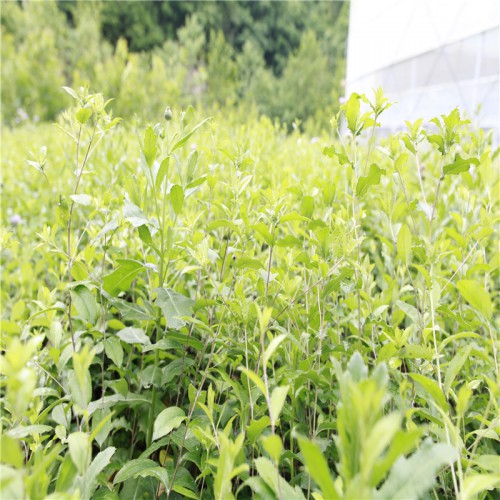 蒼術種植技術 蒼術種苗 種植前景 蒼術種苗哪里有 作用與功效