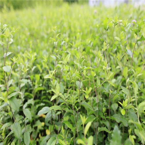 蒼術(shù)種植幾年能收獲 種子到那買 求購蒼術(shù)種子 一畝地栽多少苗