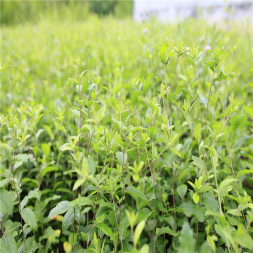 蒼術收購 種植風險 蒼術苗圖片 種植方法 蒼術的銷售市場