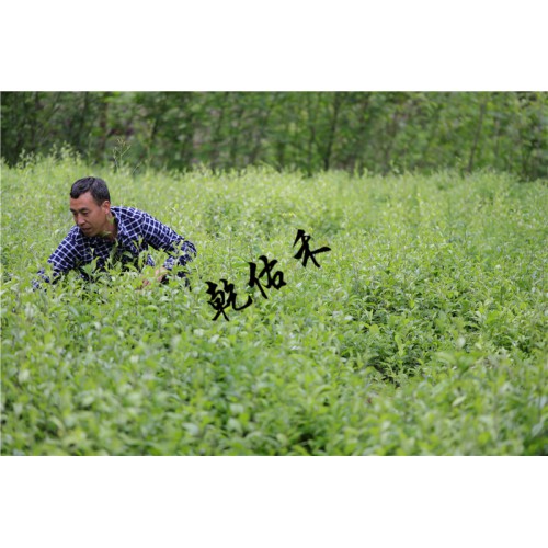 蒼術(shù)苗多少錢一棵 種植一畝地投資多少錢 蒼術(shù)種子價(jià)格