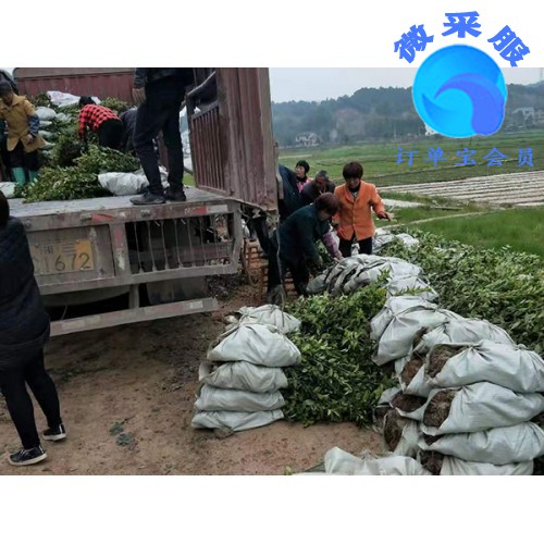 貴州良種油茶苗供銷－供應(yīng)湖南成活率高的良種油茶苗