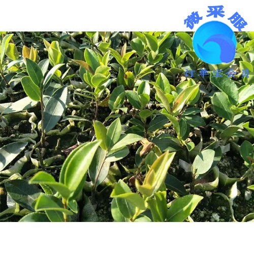 一年生油茶苗裸根苗－供應(yīng)湖南好種植的湘林油茶