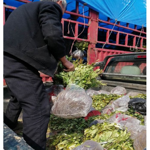 中華蚊母價格 蚊母小苗價格 紋木色塊苗價格 中華蚊母小苗價格