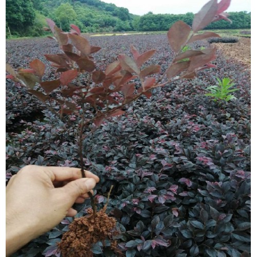 紅花繼木 紅花繼木小苗價格 紅花檵木價格 紅桎木小苗價格