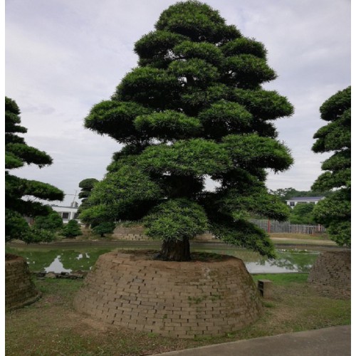 28-29-30公分羅漢松樁價(jià)格 羅漢松樁景 造型羅漢松樁