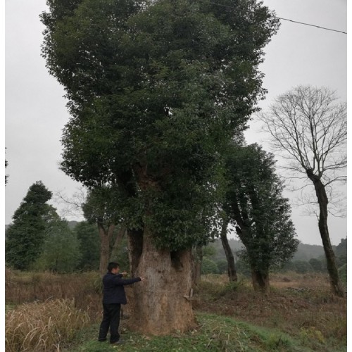 各種規(guī)格香樟樹批發(fā)價格   大香樟樹價格 香樟價格