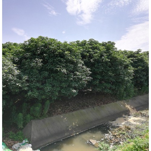 四季桂價格 叢生桂花 月月桂價格 桂花樹價格