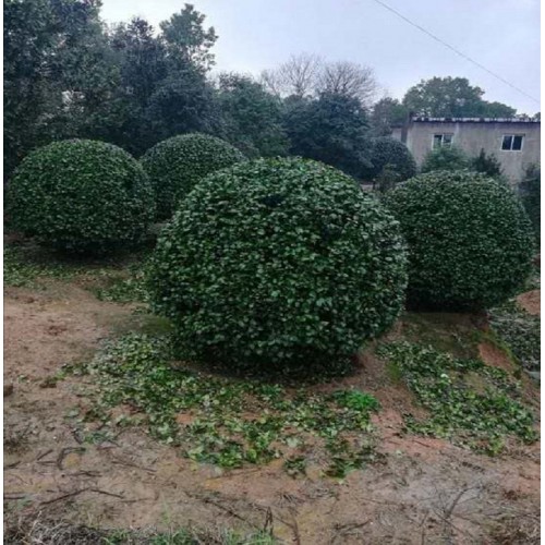 茶花球 茶花球價格 茶花價格