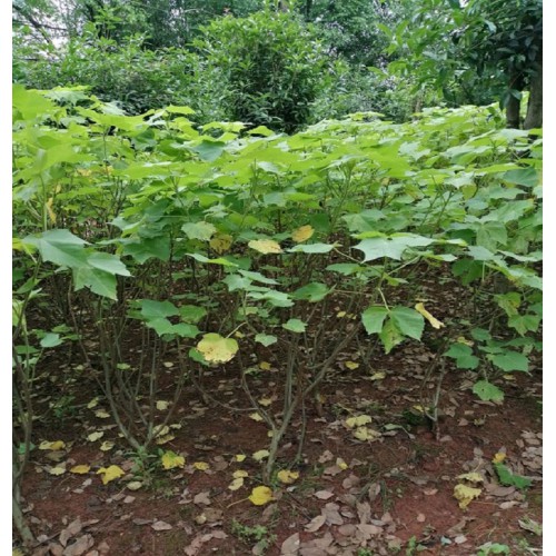 木芙蓉價格 芙蓉花價格