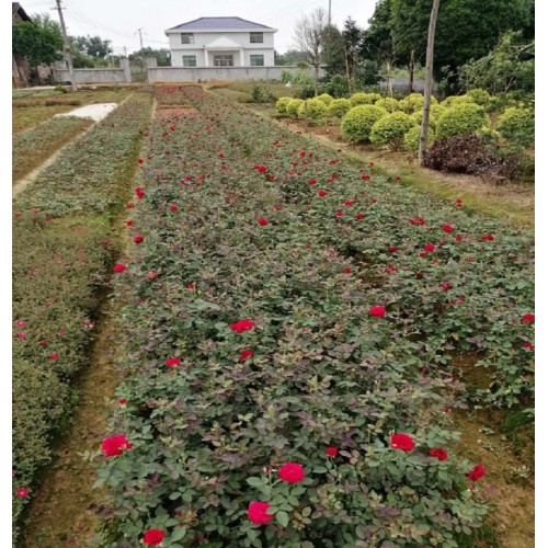 月季花 月季花價格 小花月季價格  豐花月季價格 月月紅