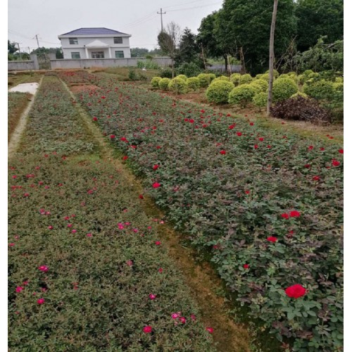 月季花 月季花價格 藤本月季價格  豐花月季價格 月月紅