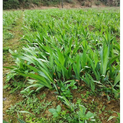 基地直銷鳶尾 大花鳶尾 鳶尾小苗價格 鳶尾價格  蘭花鳶尾