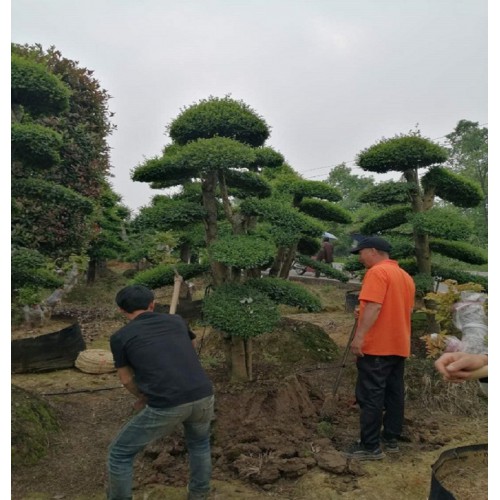 【勝予苗木】10-30公分造型小葉女貞樁 小葉女貞樁價格