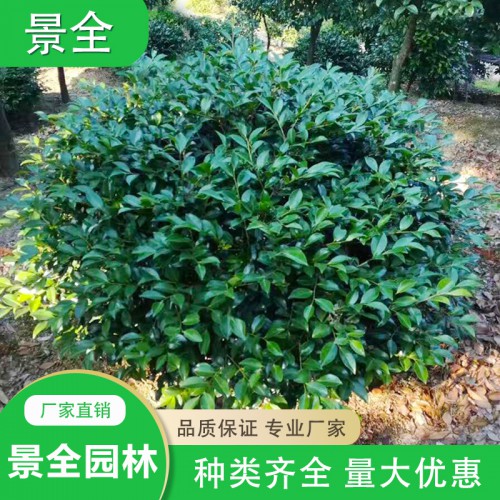 茶梅價(jià)格 基地直銷(xiāo)茶梅小苗 茶梅球