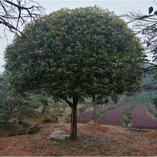 桂花樹價格