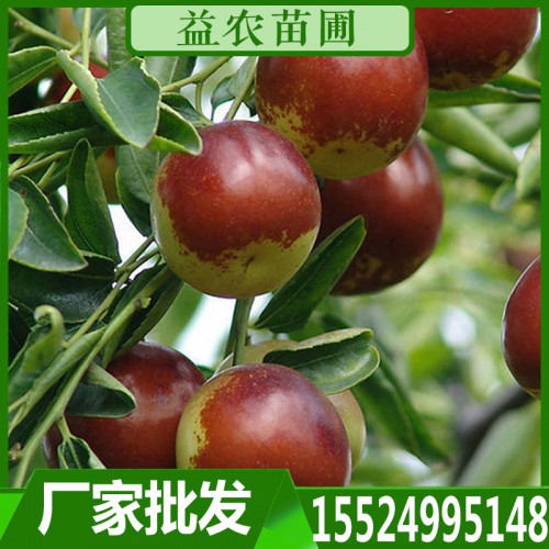 棗苗 棗樹(shù)苗