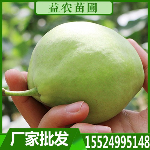 梨苗 梨樹(shù)苗