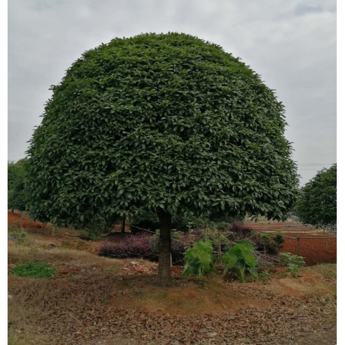 桂花樹