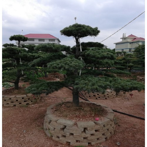 大量供應 造型羅漢松樁價格 造型羅漢松盆景價格