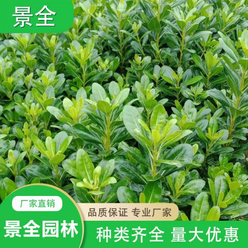 海桐小苗 海桐小苗價(jià)格 海桐球 規(guī)格齊全 各種工程綠化苗