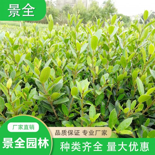 中華蚊母小苗   蚊母小苗價(jià)格  小葉蚊母小苗批發(fā)