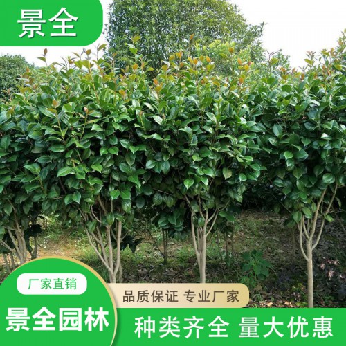 茶花價(jià)格 茶花小苗價(jià)格 精品高桿茶花球