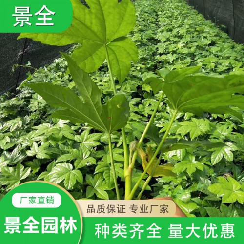 八角金盤小苗價(jià)格  八角金盤小苗種植基地